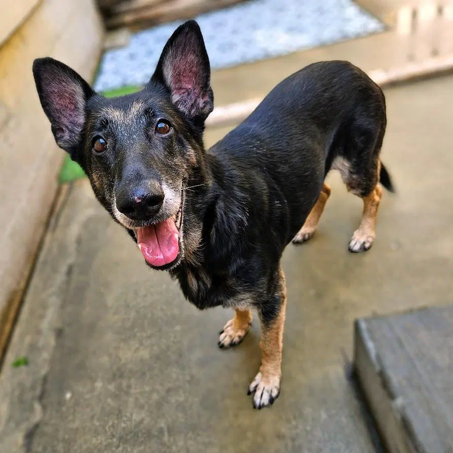 Skylar - German Shepherd Dog