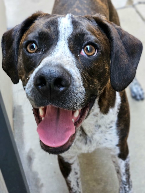 Swiss, a dog for adoption from Pal's Place Foundation