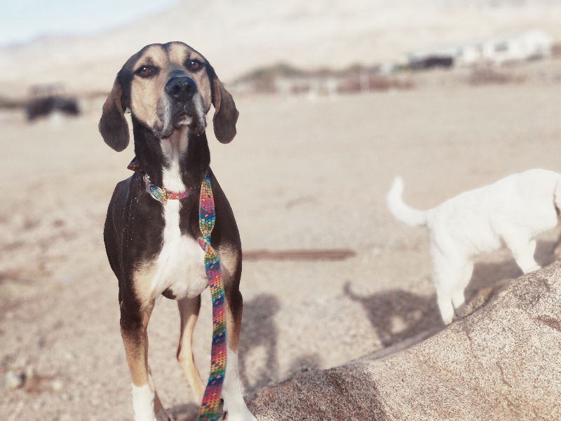 adoptable Dog in Desert Hot Springs, CA named Buddy