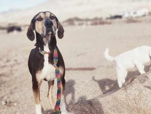 picture of the dog needing adoption