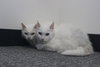 Dutchess - Photo 2