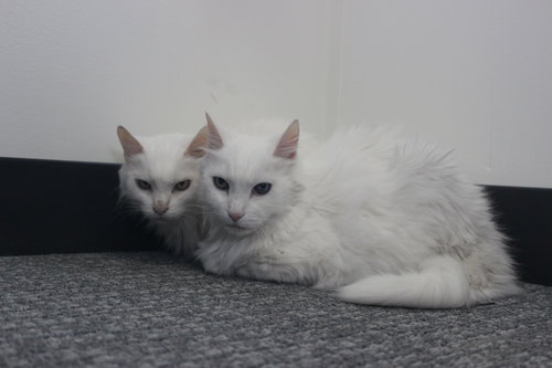 DUTCHESS - Domestic Medium Hair available for adoption
