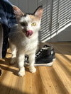 Marmalade - Photo 1