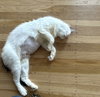 Marmalade - Photo 2