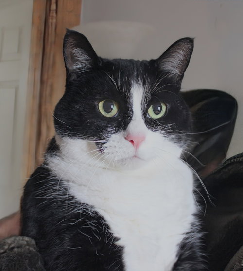 NUNU - Domestic Short Hair available for adoption