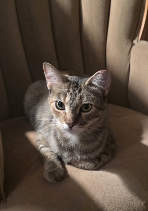 MAISIE - Domestic Short Hair available for adoption