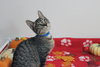 Snickers - Photo 1