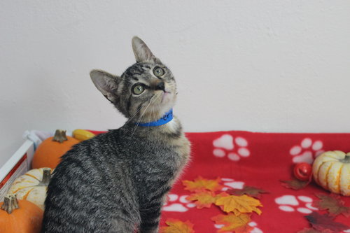 SNICKERS - Domestic Short Hair available for adoption