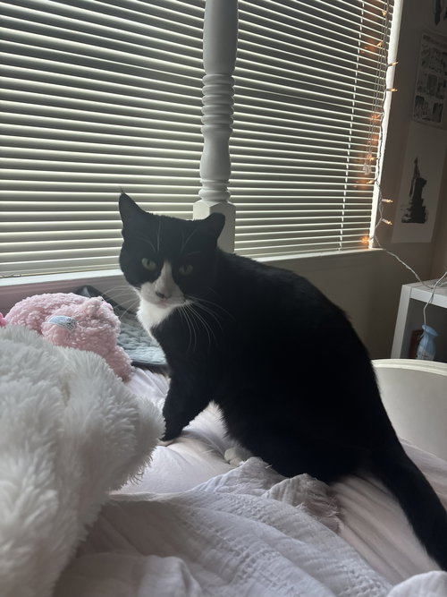 BREYER - Domestic Short Hair available for adoption