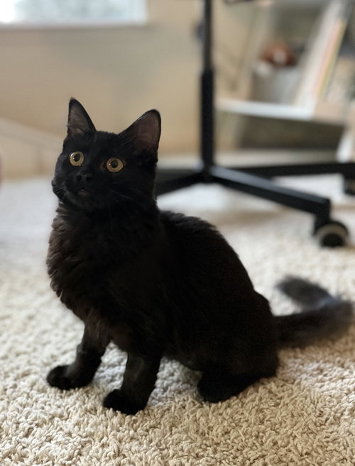 CASSIOPEIA - Domestic Medium Hair available for adoption