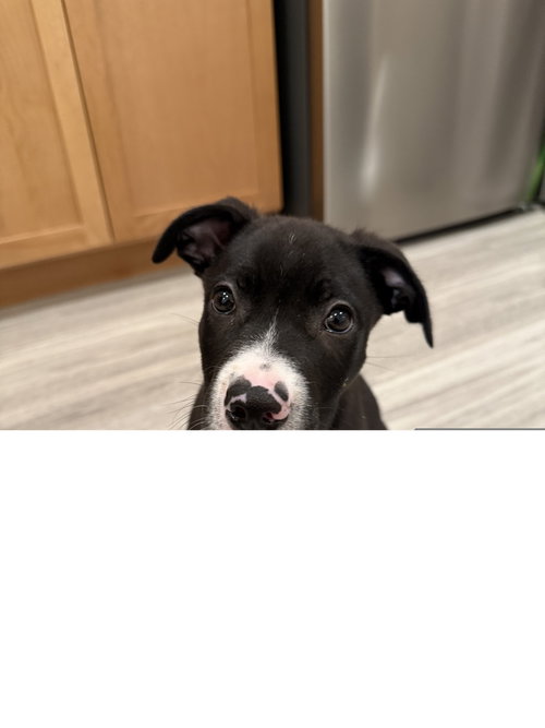 CATMAN - American Pit Bull Terrier available for adoption