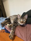 Papaya - Photo 1