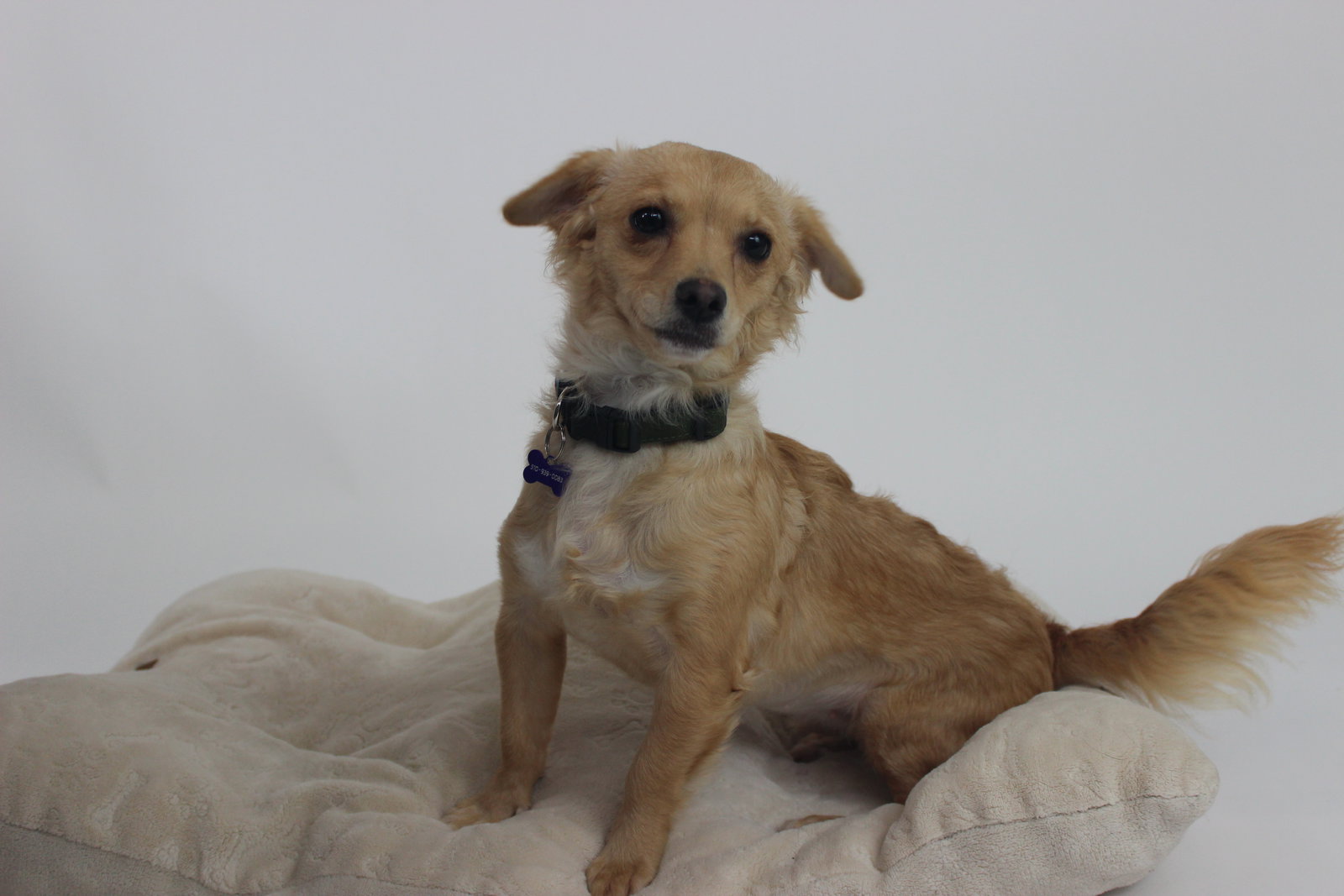 Tilly Image