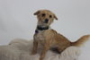 Tilly - Photo 1