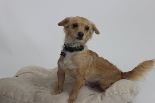 TILLY - Chihuahua available for adoption