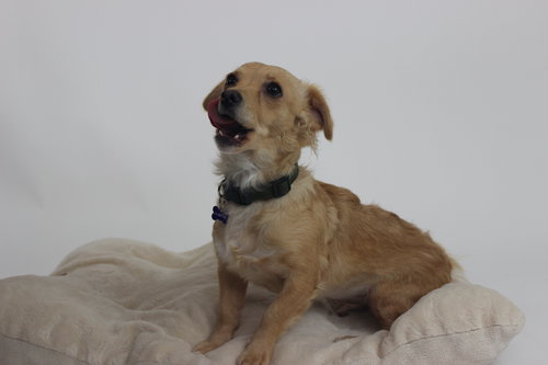 TILLY - Chihuahua available for adoption