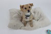 Tilly - Photo 3