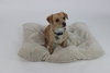 Tilly - Photo 4
