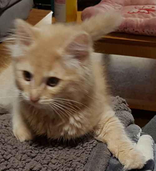 Klaus