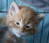 Klaus