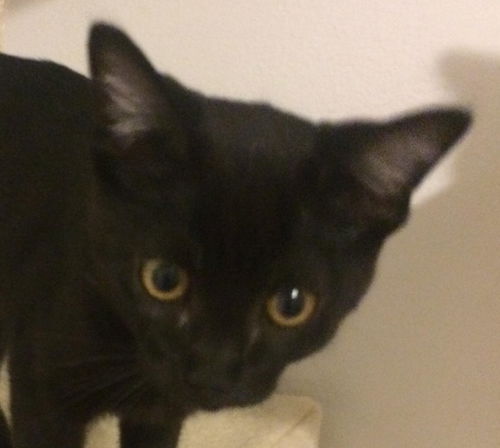 Jynx