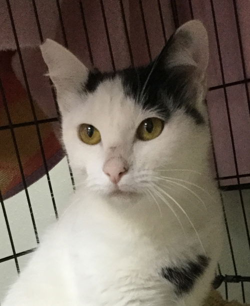 Snowball