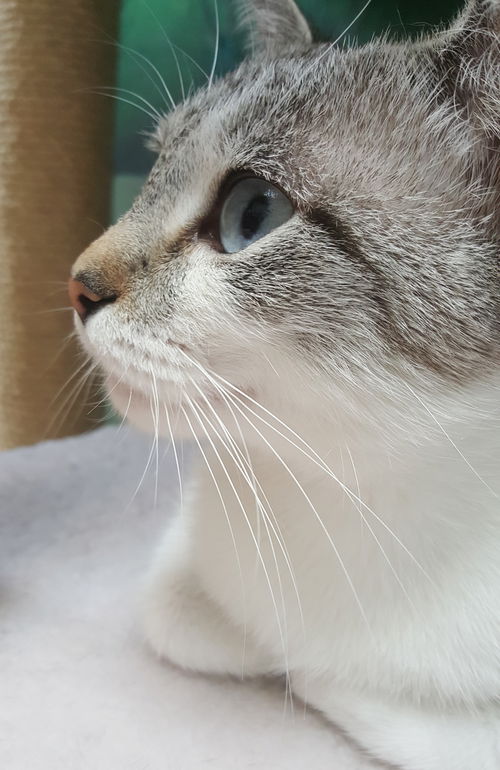 Sugar