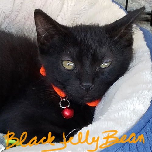 Black Jelly Bean