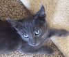 Simon