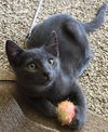 Simon