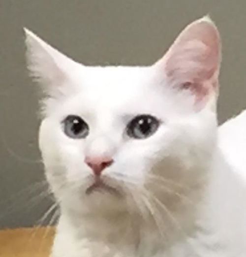 Snowball