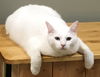 Snowball