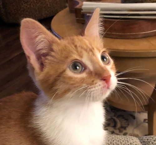Dougie