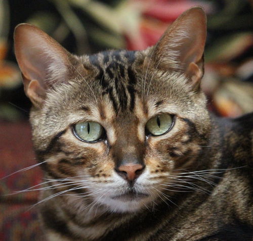 Sophie