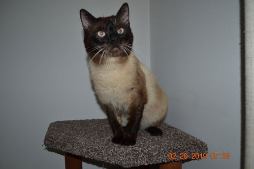 Simon