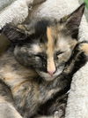 Primrose