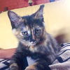 Poppy