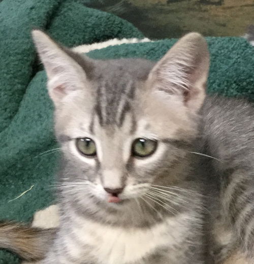 Gracie