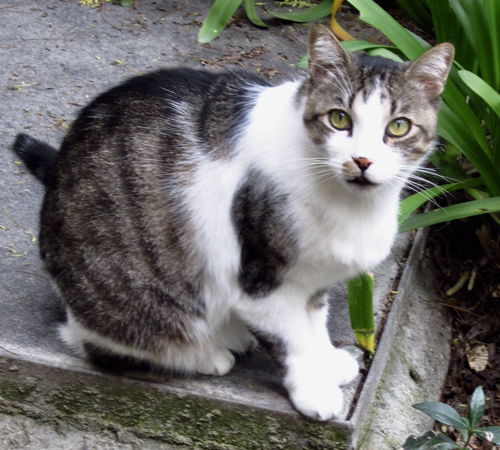 Ringo