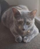 Josie
