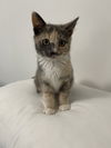 Pixie