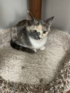 Pixie