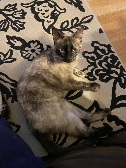 Sophia
