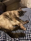 Sophia