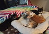 Coastal Kitties