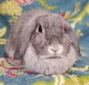LOP-EAR BUNNY! Pavlova