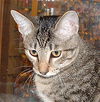 Dudette