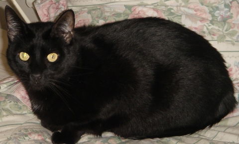 Kitty Lew