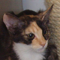 Snickers