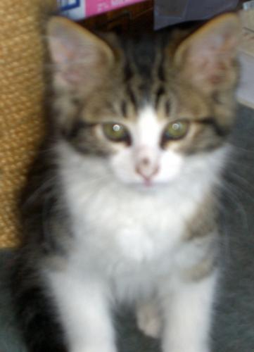 Stuart